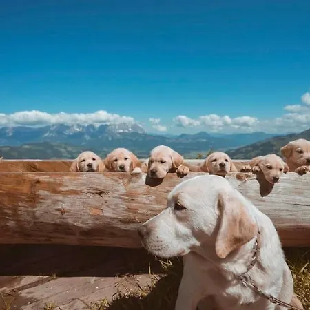 Estalagem Hocheckhuette On Of The Hahnenkamm Mountain