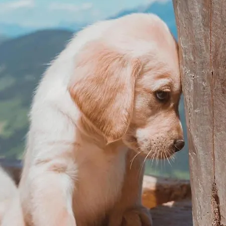Estalagem Hocheckhuette On Of The Hahnenkamm Mountain *