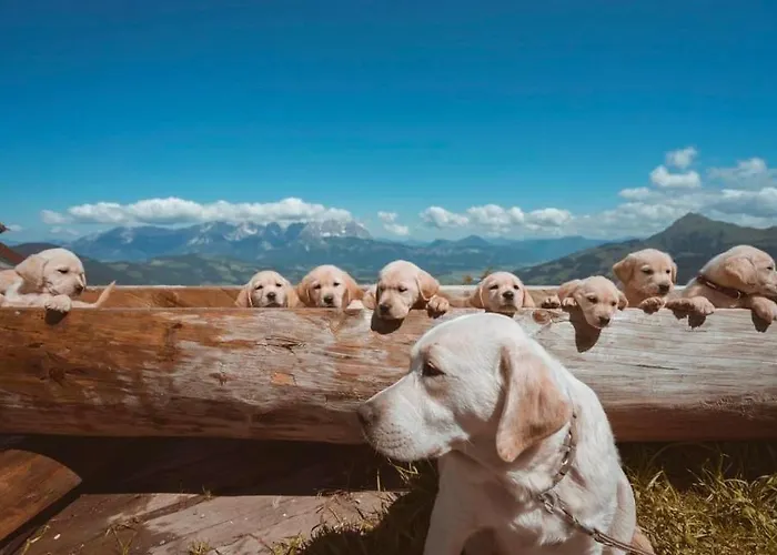 Värdshus Hocheckhuette On Of The Hahnenkamm Mountain