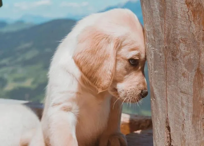 Värdshus Hocheckhuette On Of The Hahnenkamm Mountain *